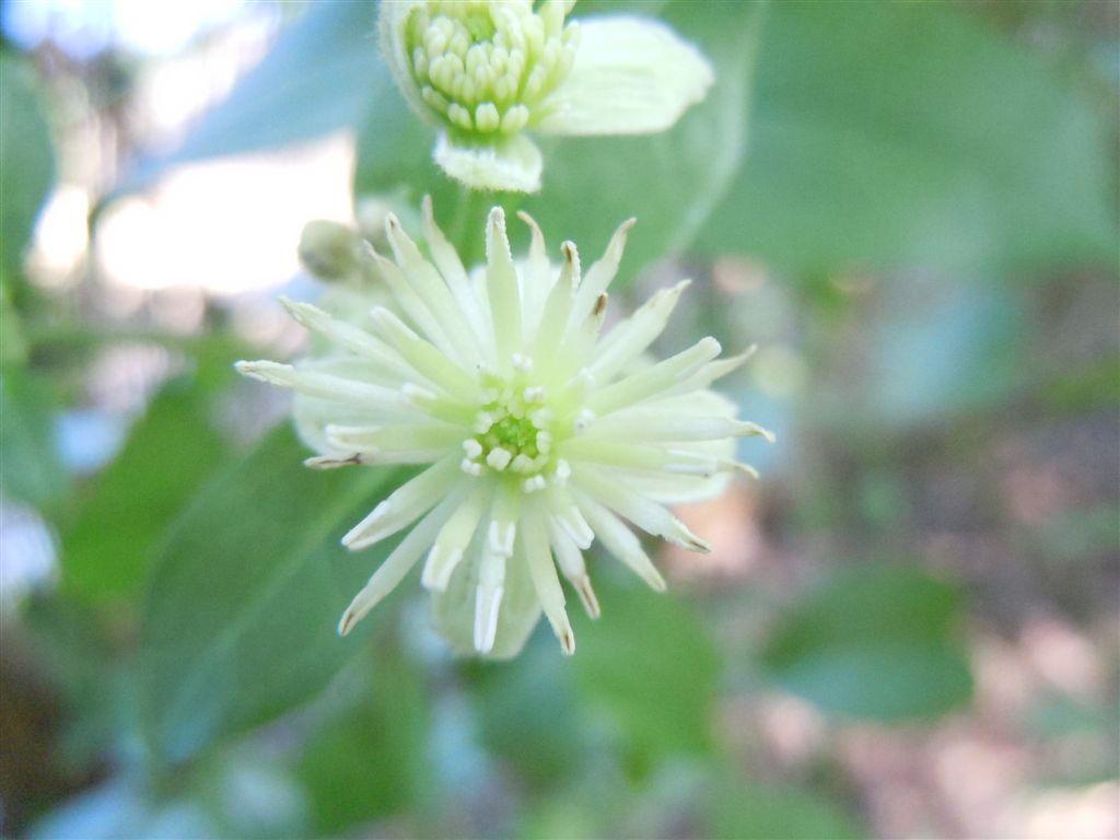 Clematis vitalba